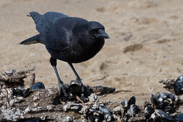 American crow in a bed of barnacles and mussels on the beach