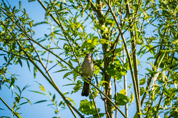 Cat Bird In The Tree