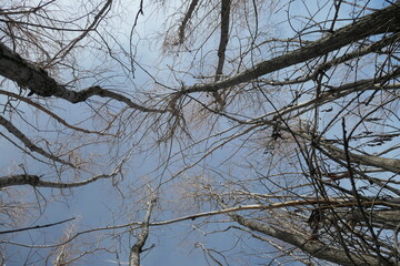 Looking up at bare treetops and the sky in the winter