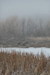 Cattails and reeds overlooking a frozen pond on a foggy winter morning