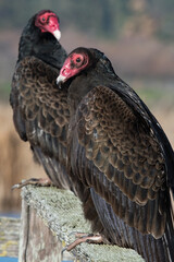 American Turkey Vultures perched on a wooden fence rail