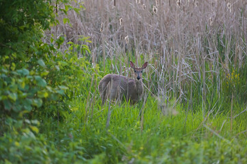 Young deer in the forest