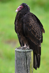 American Turkey Vulture perched on a wooden post