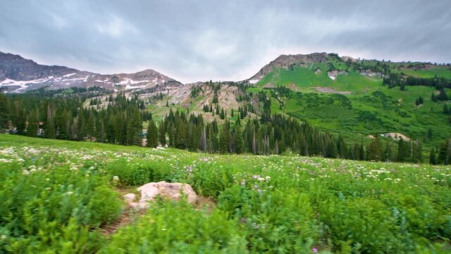 Albion Basin, Utah green summer side view of meadows trail in wildflowers season in Wasatch mountains with many colorful flowers handheld panning pov 