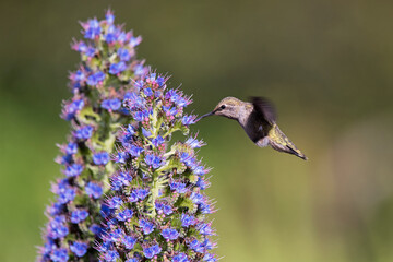 Anna's hummingbird female on an Echium flower