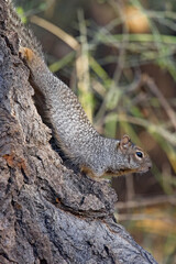 Arizona Gray squirrel on the side of a tree