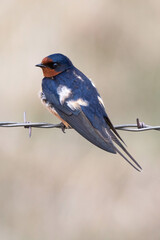 Barn Swallow Male on Barbed Wire Fence Sierra Valley