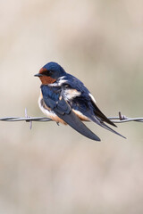 Barn Swallow Male Post Preen Perched on a barbed wire fence