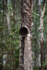 Rubber trees that are harvested