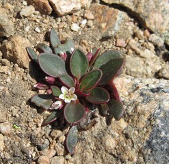 Alpine Springbeauty (Claytonia megarhiza) white wildflower in Beartooth Mountains, Montana