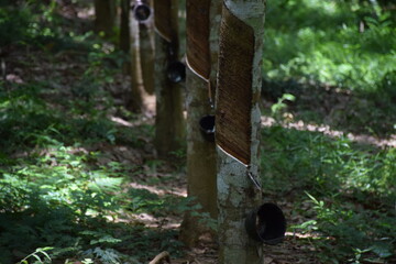 Rubber trees that are harvested