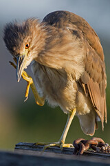Black-crowned night heron juvenile scratching itself