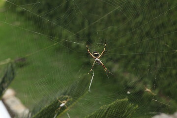 Spider on web