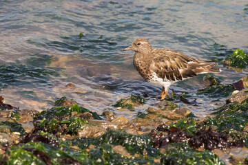 Black Turnstone on the rocky shoreline