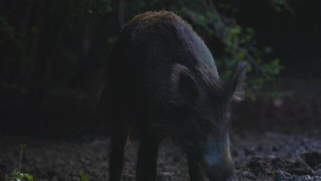 A large wild boar in a natural environment looking for food.