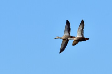 青空バックに飛ぶカルガモのランデブーシーン