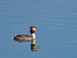 青空映す水面でのんびり泳ぐカンムリカイツブリ（夏羽）
