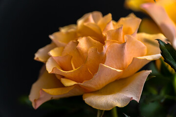 Yellow Rose
