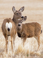 Black-tailed deer doe and fawn