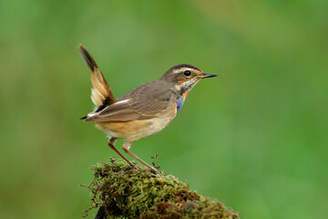 Alerting bird while fighting each other, blue throat perching on moss grass spot over fine green background in meadow field
