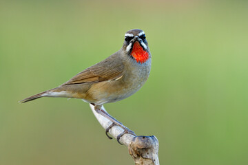 Amazed brown bird standing on wooden branch over bright green environment showing bright ruby on its chin, male of Siberian rubythroat (Calliope calliope)