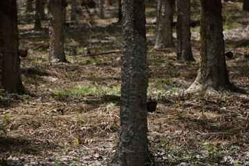 Rubber trees that are harvested