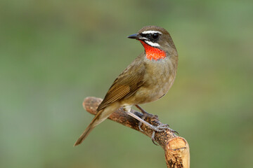 Amazed brown bird together with bright red feathers which look like velvet ruby color on its neck standing on wooden branch over fine green environment, male of Siberian rubythroat (Calliope calliope)