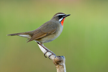 Amazed male of Siberian rubythroat (Calliope calliope) fascinated brown bird standing on wooden branch over bright green backgroung showing bright ruby  gems on its chin