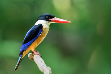 Amazingl blue bird with black head and red bills expose to the sun on wood branch in nature, beautiful wild nature