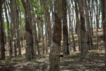 Rubber trees that are harvested