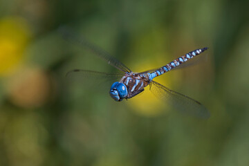 Blue-eyed darner dragonfly male in flight