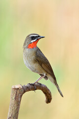 Beautiful brown bird with bright red feathers as ruby stone on its neck perching on wooden branch looking for its mate, Siberian rubythroat (Calliope calliope)
