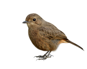 Beautiful chubby brown bird with puffy feathers detail from head to tail and beak to toe isolated on white background, female Pied bushchat (Saxicola caprata)