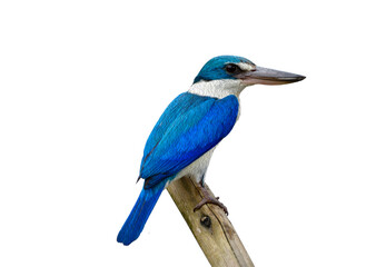 Beautiful Collared kingfisher (Todiramphus chloris) eoxotic white and blue bird perching on wooden pole turn into water color painting style over white background, fascinated nature art