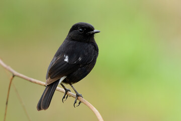 Fototapeta premium Beautiful dark black bird sitting on wooden stig over bright blur green background in grassland, Male of Pied bushchat (Saxicola caprata)