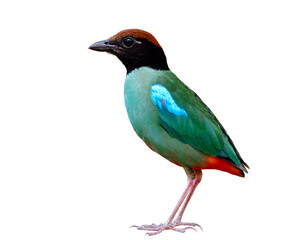 beautiful green bird with brown head black face and red tail  crispy details isolated on white background, Hooded pitta (Pitta sordida)