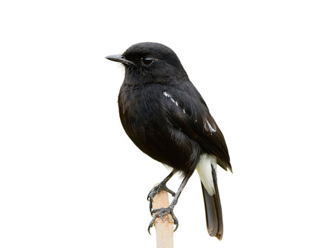  black bird with white mark on its tail snf wings perching on dried stick over showing details from head beaks body tail to feet isolated on white background