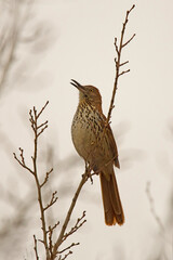 Brown Thrasher sitting in a tree singing