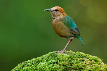 Beautiful pale green back to tail and brown head to belly bird proudly perching green mossy spot over fine blur soft background, Rusty-naped pitta (Hydrornis oatesi)