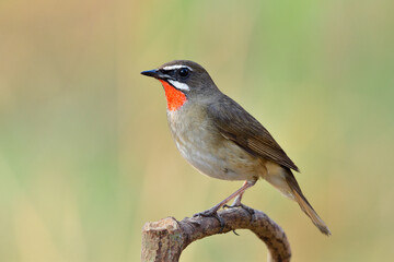 Beautiful red neck bird spot perching on wooden stick, Siberian rubythroat (Calliope calliope)
