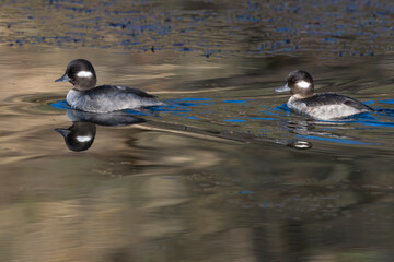Female Bufflehead ducks swimming in the river