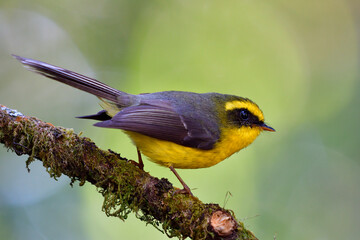 Beautiful small yellow bird with grey wings short bills perching on mossy wooden branch looking for flying insect to catch, Yellow-bellied fantail (Chelidorhynx hypoxanthus)