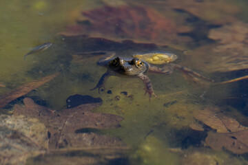 American Bullfrog juvenile floating in the pond
