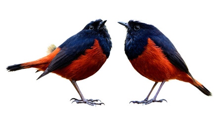 Beautiful vivid brown and black bird with white feathers on its head showing detail from head face body wings tail legs and toes isolated on white background, White-capped water redstart