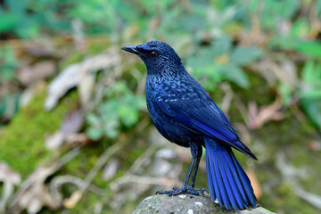 Blue whistling thrush (Myophonus caeruleus) exotic velvet dark blue with black bills bird standing on rock in stream with bloom tail