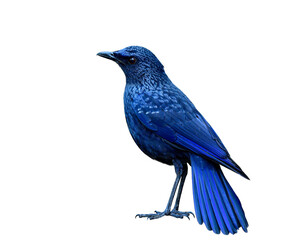 Blue whistling thrush (Myophonus caeruleus) mysterious dark blue bird with black bills morph fully standing showing its sharp feathers details isolated on white background