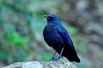 Blue whistling thrush (Myophonus caeruleus) magnificent velvet dark blue bird perching on rock in stream with wings cover his body on cold day
