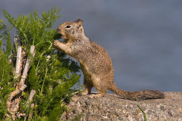 Ground squirrel pup eating fennel sitting on a rock