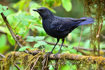 Blue whistling thrush (Myophonus caeruleus) mysterious dark blue bird with black bills morph perching on busy wooden branch in its bushy living habitate