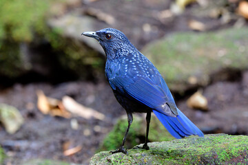 Blue whistling thrush (Myophonus caeruleus) velvel dark blue with black bills morph standing on...